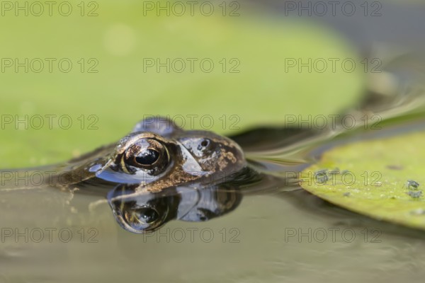 Common frog (Rana temporaria) adult amphibian on the water surface of a garden pond amongst water lily pads with aphids on in summer, England, United Kingdom