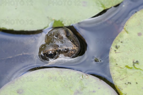 Common frog (Rana temporaria) adult amphibian on the water surface of a garden pond amongst water lily pads or leaves in summer, England, United Kingdom