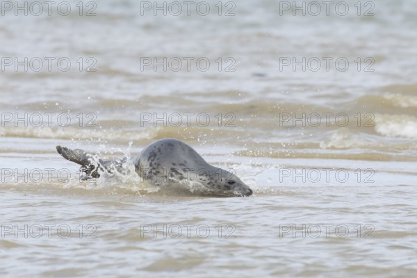 Atlantic grey seal (Halichoerus grypus) adult animal in the shallow sea on a seaside beach, England, United Kingdom