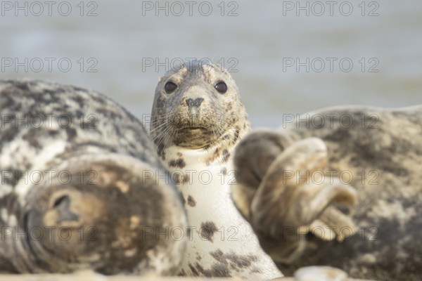 Atlantic grey seal (Halichoerus grypus) adult animal on a beach, England, United Kingdom