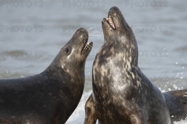Atlantic grey seal (Halichoerus grypus) two adult animals courting in love in the sea waves on a seaside beach, England, United Kingdom