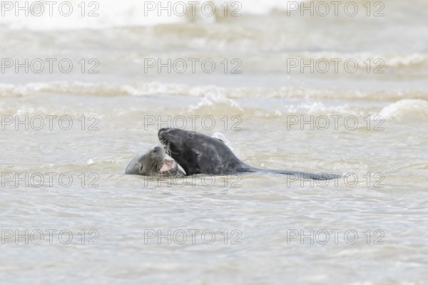 Atlantic grey seal (Halichoerus grypus) two adult animals courting in love in the sea, England, United Kingdom