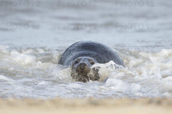 Atlantic grey seal (Halichoerus grypus) adult animal relaxing in the shallow water of the sea at a beach, England, United Kingdom