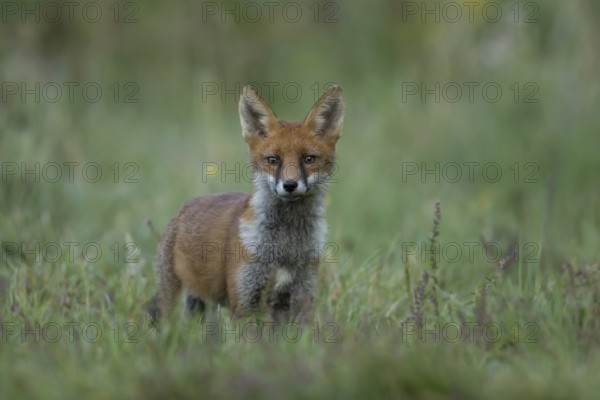 Red fox (Vulpes vulpes) adult animal in grassland, England, United Kingdom