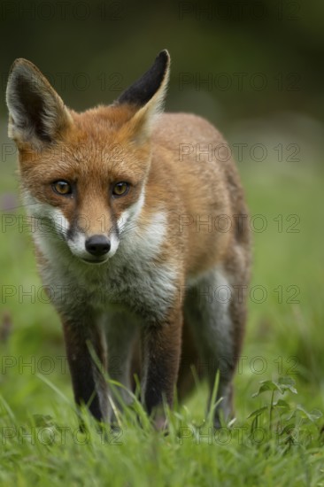 Red fox (Vulpes vulpes) adult animal in countryside grassland, England, United Kingdom