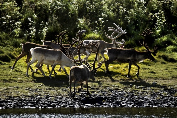 Group of reindeer run along a riverbank in Sarnes