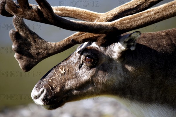 Close-up of a reindeer with distinctive antlers near Sarnes, Sarnes, Finnmark, Norway