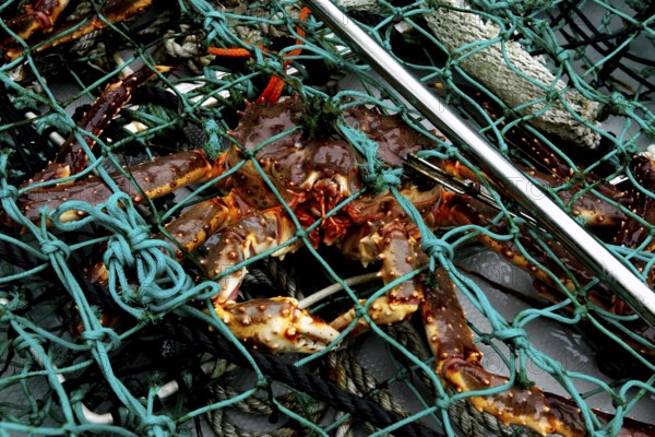 King crabs in a fishing net at Sarnesfjord, Sarnesfjord, Norway