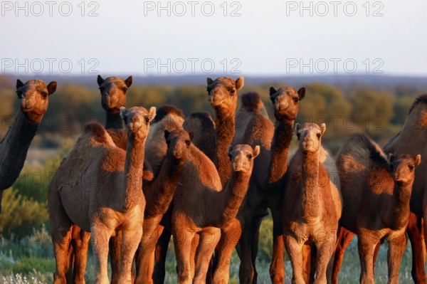 Group of camels in the desert along the Stuart Highway at dusk, zero