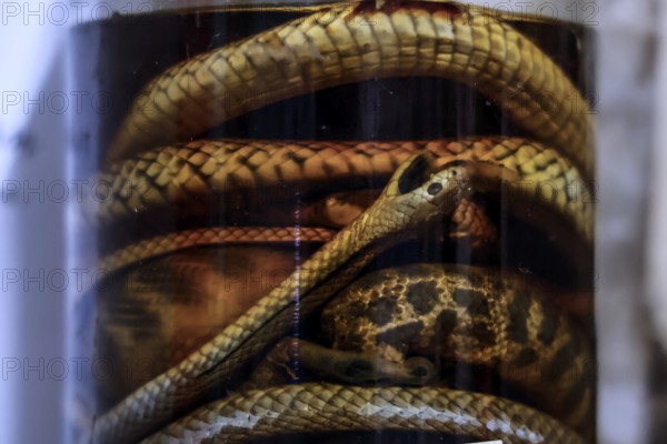 Close-up view of snakes preserved in glass, on display in a hotel on Stuart Highway, zero