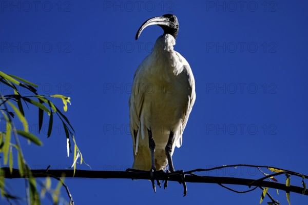 Ibis sits majestically on a branch in the Chinese Garden of Friendship, Sydney, New South Wales, Australia