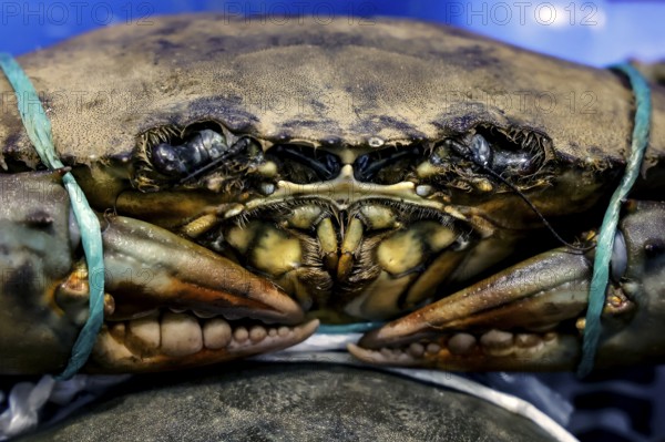 Close-up of a blue crab on ice at a sales stand in Sydney Fish Market, Sydney, New South Wales, Australia