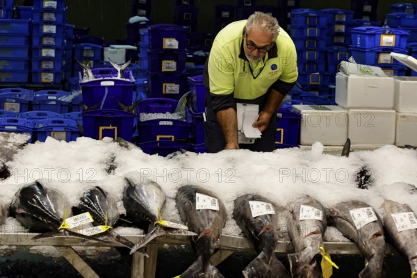 Man checks tuna for ice at auction at Sydney Fish Market, Sydney, New South Wales, Australia