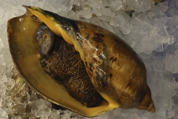 Large melon snail presented on ice at Sydney Fish Market, Sydney, New South Wales, Australia