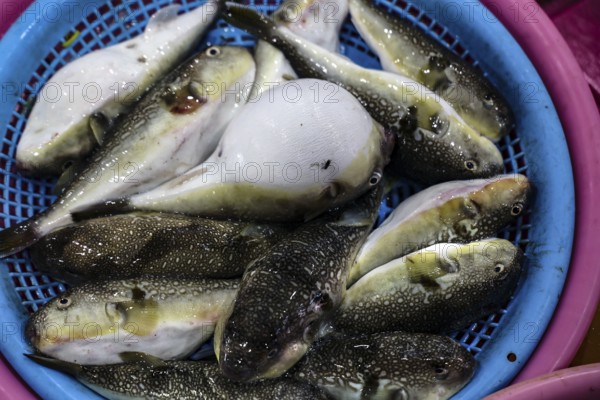 Different pufferfish in a basket at the fish market in Busan, Busan, South Korea