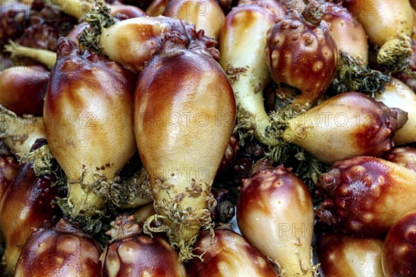 Bright orange Meongge sea sharks in Jagalchi fish market, Busan, South Korea