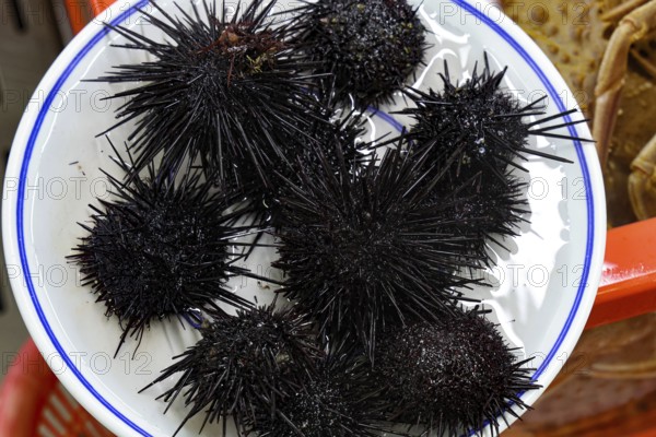Different black sea urchins on a plate in the Jagalchi fish market, Busan, South Korea
