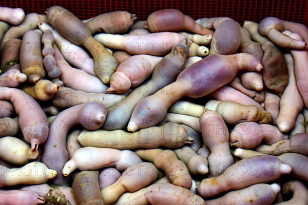 A cluster of hedgehog worms at the Jagalchi fish market, Busan, South Korea
