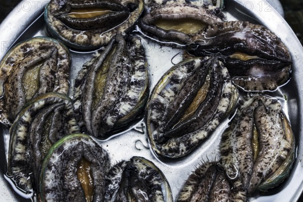 Live abalone in water at the Jagalchi fish market in Busan, Busan, South Korea