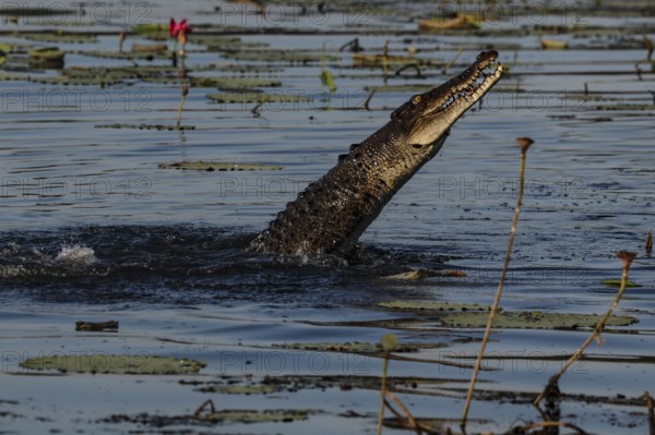Saltwater crocodile rises from the water in Kakadu National Park, Kakadu National Park, Northern Territory, Australia