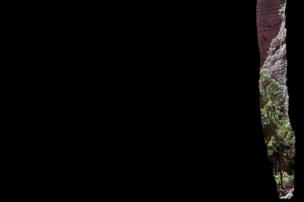 Narrow plants sticking out of the darkness of a gorge, Purnululu, Western Australia, Australia