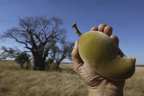 A hand holds the fruit of a baob tree in front of an open landscape in the Kimberleys, Kimberleys, Australia