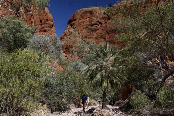 Impressive red rocks and vegetation on the Echidna Chasm Trail in Purnululu National Park, Purnululu, Western Australia, Australia