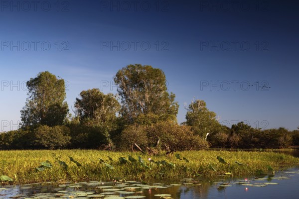 Lush wetlands with tall trees under a clear sky in Kakadu National Park, Kakadu National Park, Northern Territory, Australia