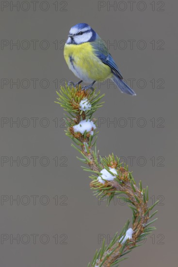 Blue tit (Cyanistes caeruleus), on a snow-covered spruce top, Swabian Alb biosphere reserve, Baden-Württemberg, Germany