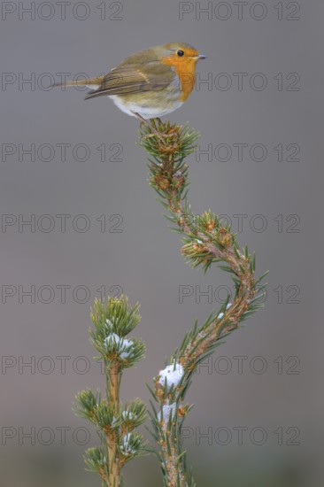 Robin (Erithacus rubecula), on a snow-covered spruce top, Swabian Alb biosphere reserve, Baden-Württemberg, Germany