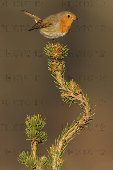 European robin (Erithacus rubecula), on spruce top, Swabian Alb biosphere reserve, Baden-Württemberg, Germany