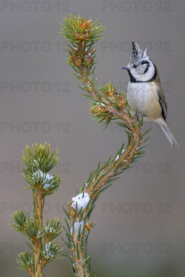 Crested Tit (Lophophanes Scalloped ribbonfish), on a spruce top covered with snow, Swabian Alb Biosphere Reserve, Baden-Württemberg, Germany