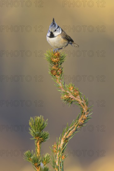 Crested Tit (Lophophanes cristatus), on spruce top, Swabian Alb Biosphere Reserve, Baden-Württemberg, Germany