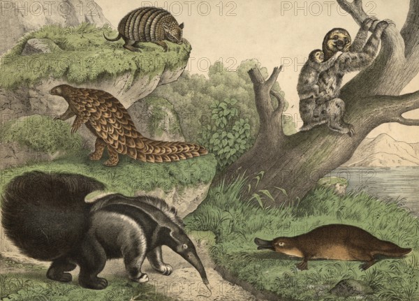 Animals, teeth and platypuses: anteater, Myrmedophaga jubata, platypus, Ornithorhynchus paradoxus, pangolin, Manis Temminkii, armadill, Dasypus setosus, sloth, Bradypus tridactylus, school picture, authentic reproduction of a school mural, around 1900, exact date unknown, historical