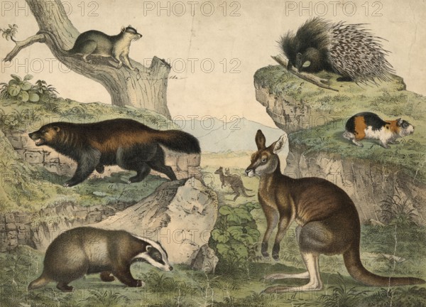 Animals: Wolverine, Gulo boreclis, Badger, Meles vulgaris, Oppossum, Didelphys virginiana, giant kangaroo, Macropus giganteus, porcupine, Hystrix cristata, guinea pig, Cavic cobaya, school picture, authentic reproduction of a school mural, around 1900, exact date unknown, historical