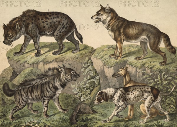 Predators: hyena, hyena striata, spotted hyena, hyena crocuta, greyhound, Canis familiaris grajus, Pointer, Canis familiaris avicularis, wolf, Canis lupus, school picture, authentic reproduction of a school mural, around 1900, exact date unknown, historical