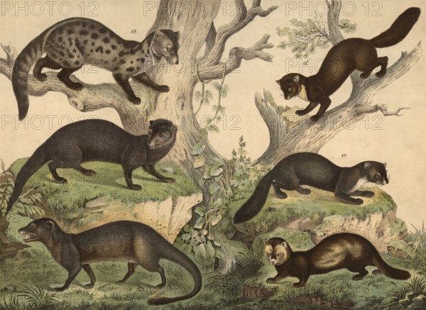 Predators: Civet cat, Viverra zibetha, ichneumon, herpestes ichneumon, mongoose, herpestes javanicus, marten, mustela martes, mustela foina, polecat, mustela putorius, school picture, authentic reproduction of a school wall painting, around 1900, exact date unknown, historical