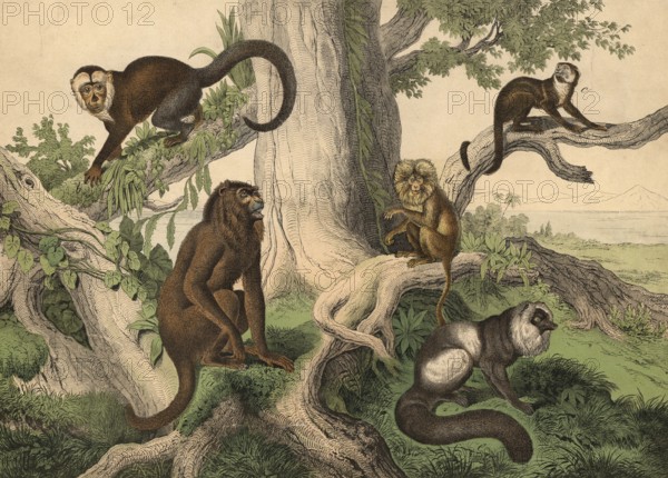 Monkeys and half-monkeys: red howler monkey, Mycetes seniculus, capuchin monkey, Bebus capucinus, Samiri, Callithrix sciurea, lion monkey, Hapale rosalia, Vari, Lemur macaco, school picture, authentic reproduction of a school mural, around 1900, exact date unknown, historical