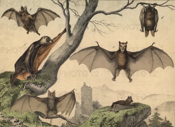 Fluttering animals: flying dog, pteropus edulis, vampire, phillostoma spectrum, bat, vesperugo noctula, long-eared bat, plectus auritus, horseshoe nade, rhinolophus ferrum, fluttermaki, galeopithecus rufus, authentic reproduction of a school wall painting, around 1900, exact Date unknown, Historic