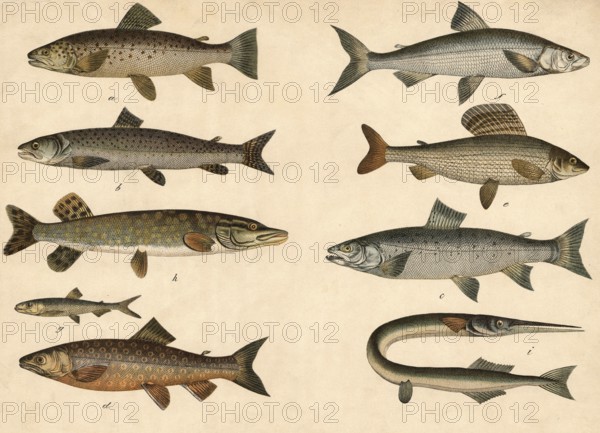 Animals, fish: salmon trout, salmo trutta, huchen or Danube salmon, salmo hucho, lake trout, salmo lacustris, salmo salvelinus, grayling, thymallus vulgaris, bluefellets, Coregonus wartmanni, stint, Osmerus eperlanus, pike, Esox Lucius, school picture, authentic Reproduction of a school mural, around 1900, exact date unknown, historical