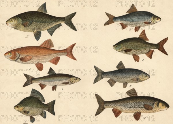 Animals, fish: bream, Abramis brama, orf or golden village, Cyprinus orfus, crucian carp, Cyprinus carassius, roach, Leuciscus eryttrophthalmus, redfin, Leuciscus rutilus, Alet, Leuciscus cephalus, Aland, Leuciscus idus, Hassel, Leuciscus vulgaris, school picture, authentic reproduction of a school Wall painting, around 1900, exact date unknown, historical