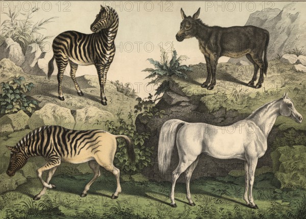 Animals: Arab horse, Equus caballus, donkey, Equus asinus, zebra, Hippotigris zebra, quagga, Hippotigris quagga, school picture, authentic reproduction of a school mural, around 1900, exact date unknown, historical