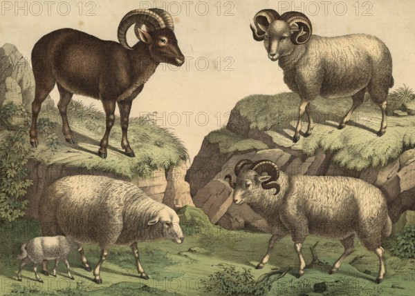 Animals: mouflon, Avis musimon, landscape, Ovis aries, merino sheep, school painting, authentic reproduction of a school mural, around 1900, exact date unknown, historical