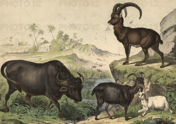 Animals: buffalo, Bubalus vulgaris, domestic goat, Capra hircus, Capra ibex alpinus, school picture, authentic reproduction of a school mural, around 1900, exact date unknown, historical