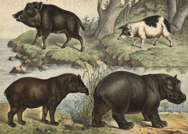Ungulates: Tapir, Tapirus americanus, hippopotamus amphibius, domestic pig, Sus domesticus, wild boar, Sus scrofa, school picture, authentic reproduction of a school mural, around 1900, exact date unknown, historical