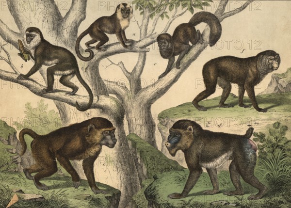 Monkeys: Rolled monkey, Cobus apella, Moncat, Cercopithecus sabaeus, Babuin, Cynocephalus babuin, Mandril, Papio mormon, howler monkey, Mycetes niger, Magot, Inuus ecaudatus, school picture, authentic reproduction of a school mural, around 1900, exact date unknown, historical