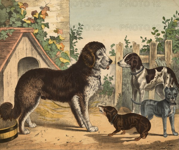 Animals: dogs, domestic dogs, Canis lupus familiaris, school painting, authentic reproduction of a school mural, around 1900, exact date unknown, historical