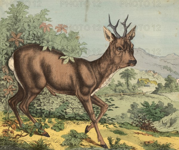 Animals: deer, Capreolus capreolus, school painting, authentic reproduction of a school mural, around 1900, exact date unknown, historical