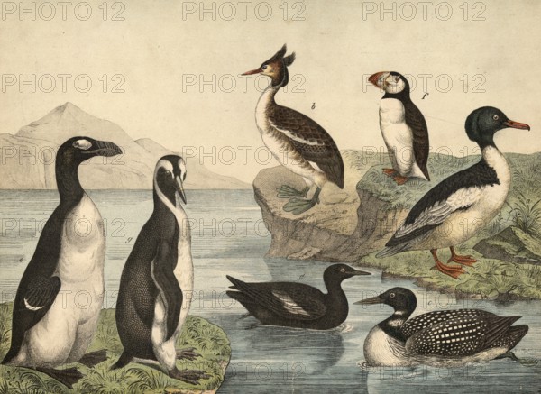 Animals, birds, swimming birds: Great Saeger, Mergus merganser, Grebe, Podiceps cristatus, Sea Lover, Colymbus glacialis, Grillumme, Cephus grylle, booze, Alca impennis, Papgeitaucher, Lunda artica, fat goose, Aptenodytes impennis, school picture, authentic reproduction of a school mural, around 1900, exact date unknown, historical