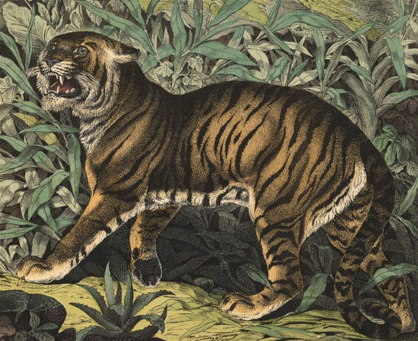Animals, predators, cats: Tiger, Panthera tigris, school picture, authentic reproduction of a school mural, around 1900, exact date unknown, historical